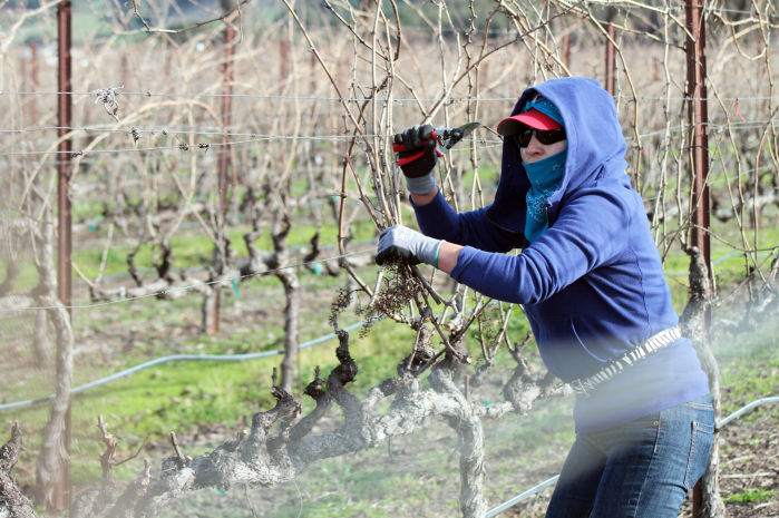 Napa County Pruning Contest 2014